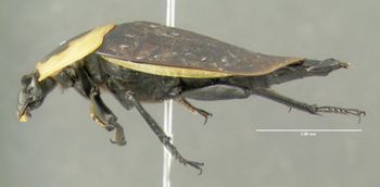 Media type: image;   Entomology 600888 Aspect: habitus lateral view